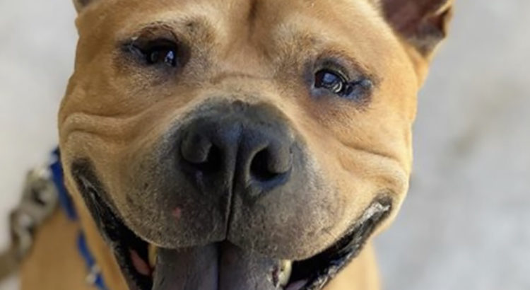 This Shar Pei Mix Loves People and Other Dogs and Wants to Bring Joy to Your Life