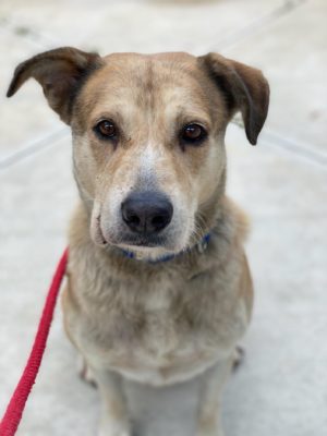 Broward County Animal Care