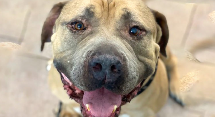 Atticus is Well-Mannered, a Shelter Favorite, and Needs a Home