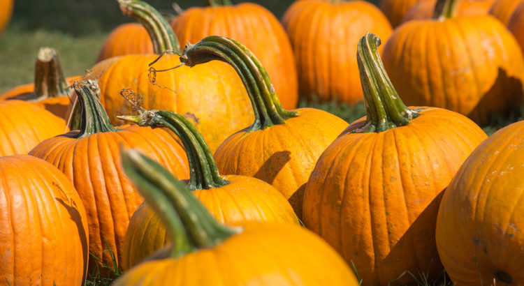 Broward Health Coral Springs Set to Transform into Drive-Thru Pumpkin Patch on October 17