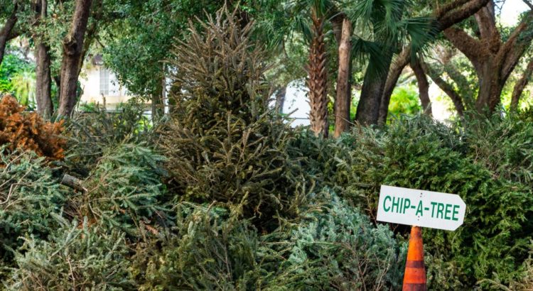 Coral Springs Christmas Tree Collection Options