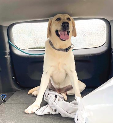 labrador