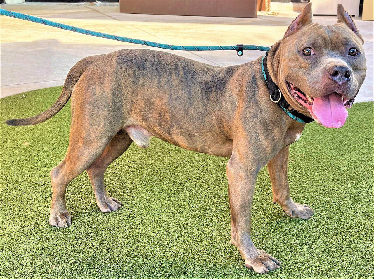 Now Living at Broward County Animal Care, Bayleef is Scared and Shy