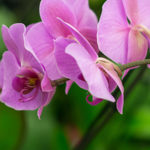 orchid festival at the sawgrass nature center