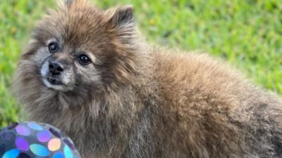 Second Coral Springs Resident Alleges Animal Abuse by Mobile Groomer
