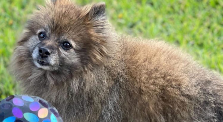 Second Coral Springs Resident Alleges Animal Abuse by Mobile Groomer