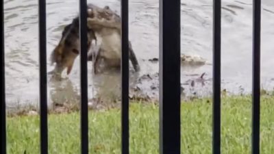 alligator