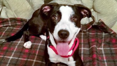 Mistreated, Then Confiscated, This Sweet Boy is Searching for a New Family