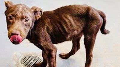 Super-Sweet Puppy Needs TLC With His Forever Family