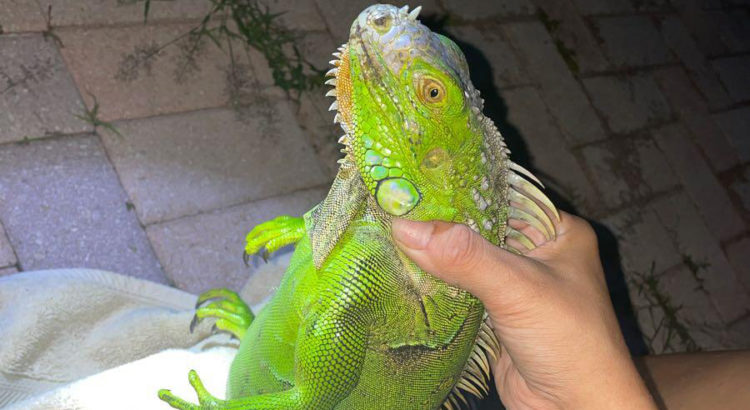 Compassionate Neighbors Free Huge Iguana Caught in Fence