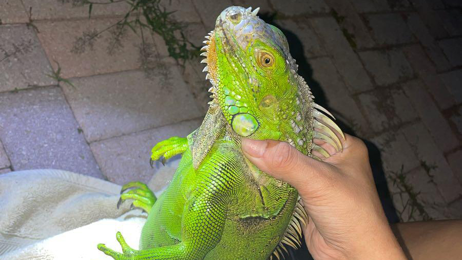 Compassionate Residents Free Huge Iguana Caught in Fence
