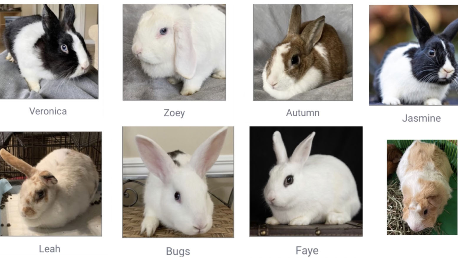 Bunnies and Guinea Pigs Up For Adoption in Coral Springs