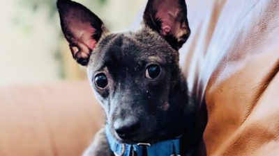 Waiting for a Forever Home, Felix is a Small Dog with a Big Heart