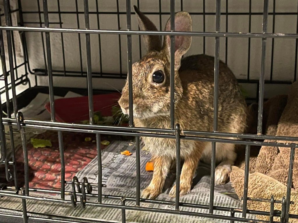 "It's Really Cruel": 2 Rabbits Shot With Metal Arrows in Parkland