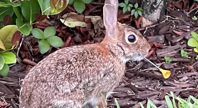 “It’s Really Cruel”: 2 Rabbits Shot With Blowgun Darts in Parkland