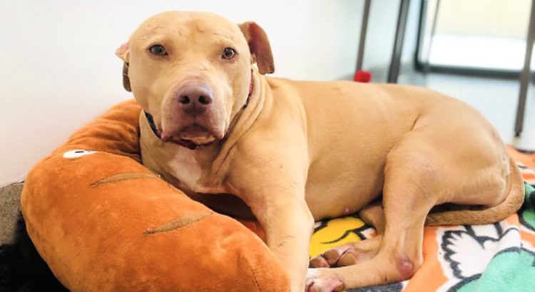 Despite Being Kept in a Backyard Cage for Most of his Life, Ryan is an Affectionate Dog Despite Being Kept in a Backyard Cage for Most of his Life, Ryan is an Affectionate Dog