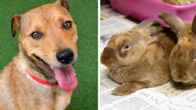 Pets of the Week: Marla, Hershey and Twix Are Seeking their Forever Families