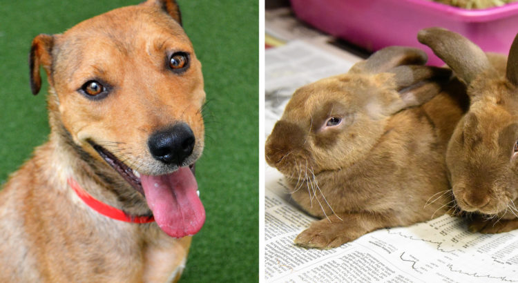 Pets of the Week: Marla, Hershey and Twix Are Seeking their Forever Families