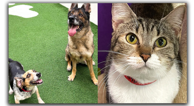 Pets of the Week: Bruce, Daisy and Sabrina Are Ready to Meet a New Family