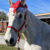 Kids Can Enjoy the Great Outdoors at Spitfire Farm's Holiday Horse Camp