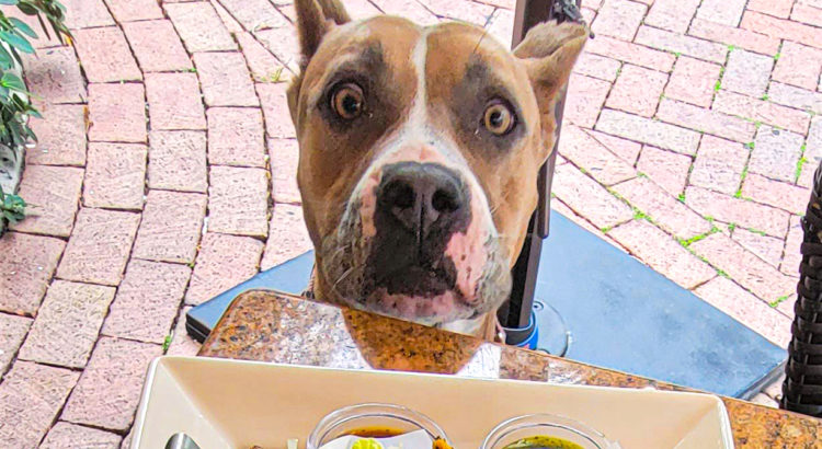 Dog of the Week: Sweet American Staffordshire Terrier Loves Dining Out