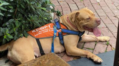 Let's Do Lunch: Borrow a Shelter Dog for a Day Out unch buddy from Broward County Animal Care