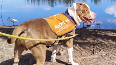 Dog of the Week: Smart and Loving American Staffordshire Looking for His Valentine