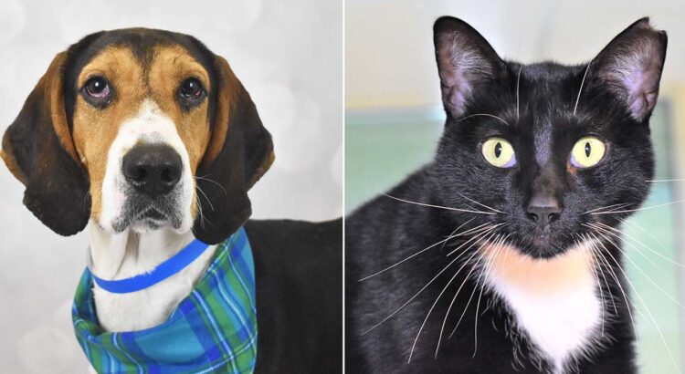 Pets of the Week: Wilson and Nina Seek a Forever Families
