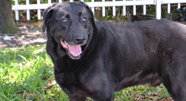 Dog of the Week: 5-Year-Old Lab-Mix Looking for a New Home