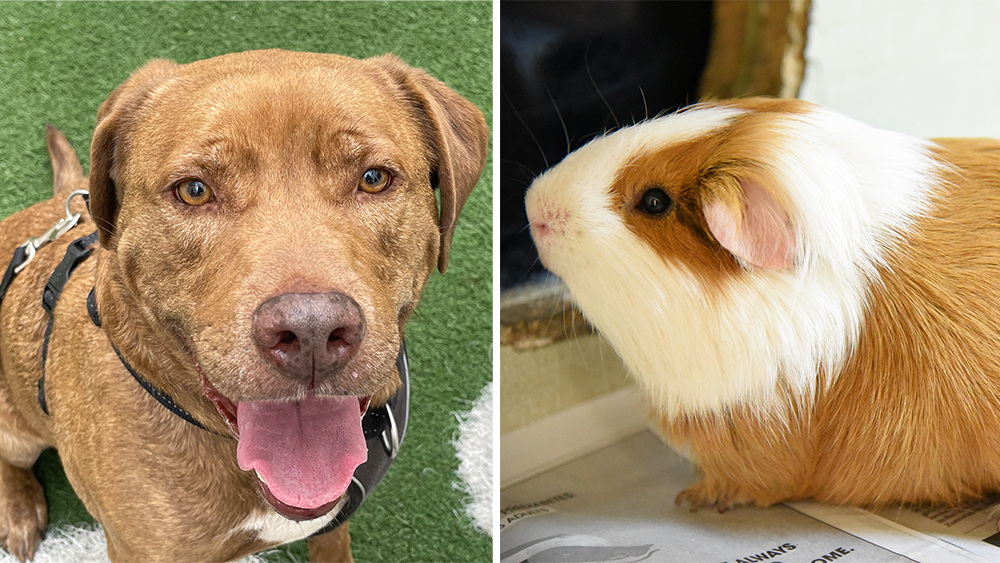 Pets of the Week: Freddie and Nutter Butter Need New Homes