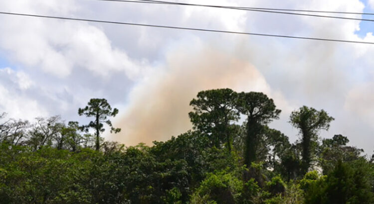Fire Scorches Acre of Coral Springs’ Tall Cypress Natural Area