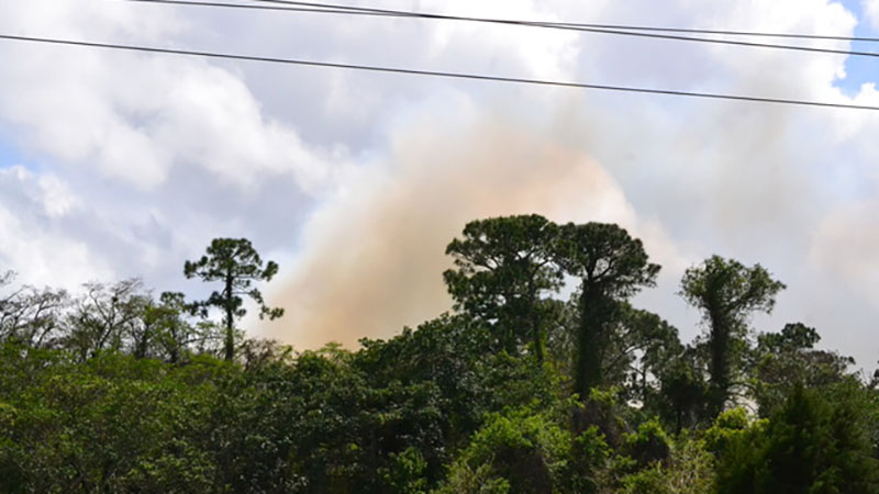 Fire Scorches Acre of Coral Springs' Tall Cypress Natural Area {Photo by Aiden Palmer}