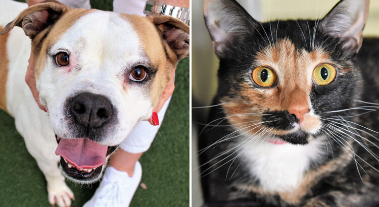 Pets of the Week: Miley and Meridith Need Forever Homes