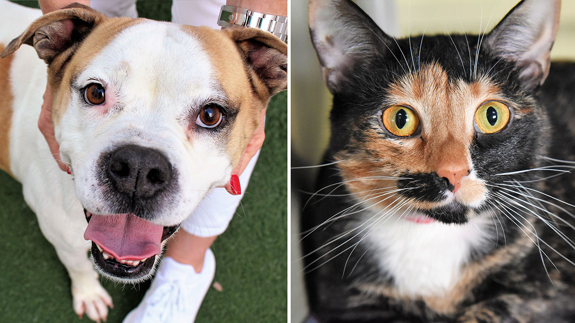 Pets of the Week: Miley and Meredith Need Forever Homes