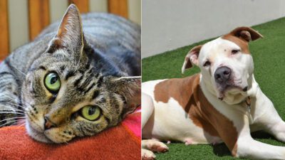 Pets of the Week: Sasha and Selena Are Waiting for Their Forever Families