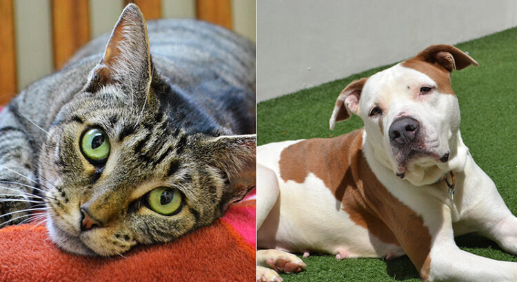 Pets of the Week: Sasha and Selena Are Waiting for Their Forever Families