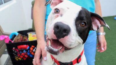 Dog of the Week: 1-Year-Old Oliver is "Unbelievably Gentle and Sweet"