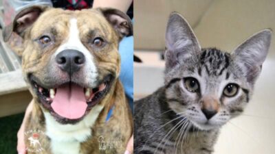 Memorial Day Adoption Savings This Weekend at the Humane Society of Broward County