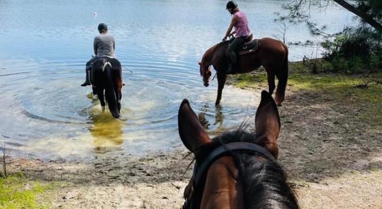 Gallop into Adventure: Join Spitfire Farm’s Horse Camp for an Unforgettable Summer