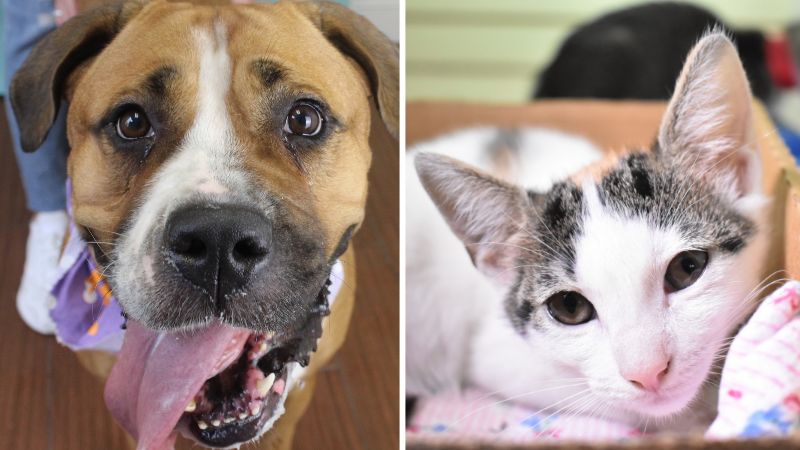 Pets of the Week: Linda and Cinderella Are Available for Adoption