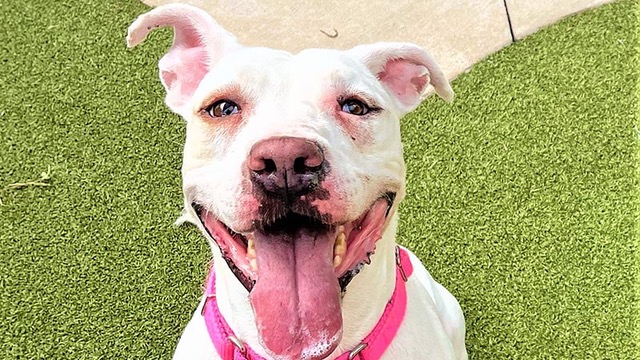 Dog of the Week: Savannah is an Outgoing Lady with a Big Smile