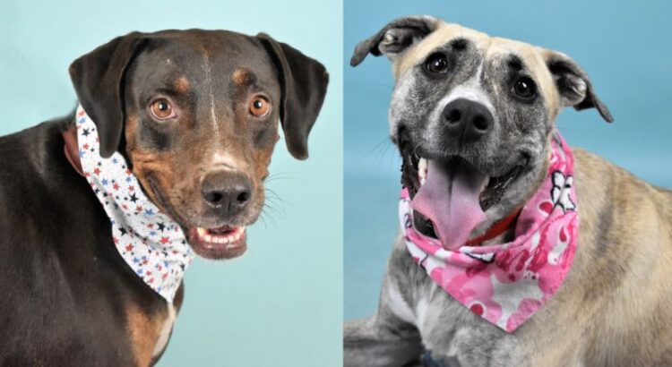 Pets of the Week: Bingo and Laika Are Ready to Come Home