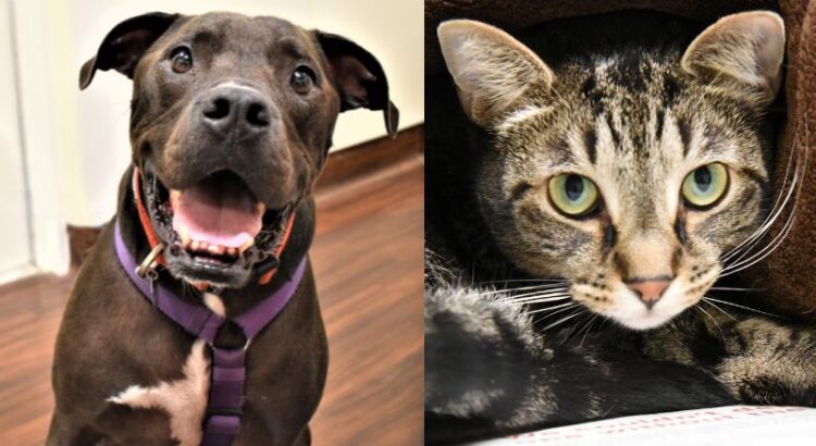 Pets of the Week: Max and Bandit Are Great With Other Animals