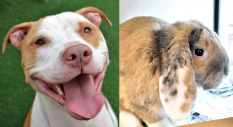Pets of the Week: Riley and Butterball Are Ready for Adoption