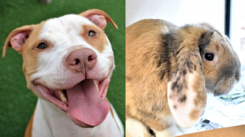 Pets of the Week: Riley and Butterball Are Ready for Adoption