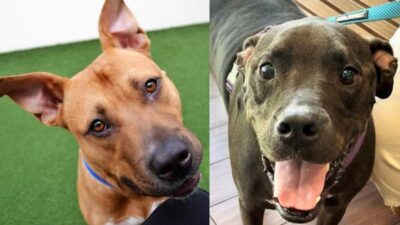 Pets of the Week: Meet Socks and Max