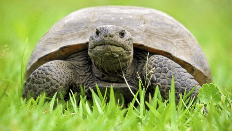Feds Deny Increased Gopher Tortoise Protections
