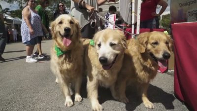 Calling all Businesses: Help Support the 17th Annual Coral Springs Festival of the Arts