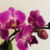 Orchid and Plant Festival Returns to the Sawgrass Nature Center
