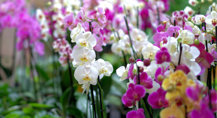 Orchid and Plant Festival Returns to the Sawgrass Nature Center